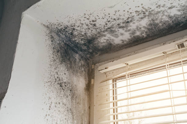 Trusted Commercial Mold Remediation service in Warren, PA - Cheap Mold Removal